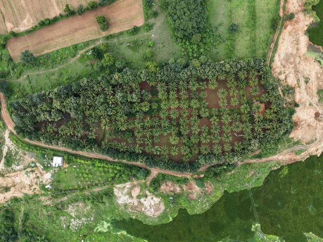 Comment la production de noix de coco biologique peut-elle contribuer à un commerce équitable ?