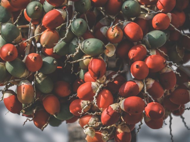 Comment le label Bio Équitable transforme vos choix alimentaires et soutient l’agriculture durable ?