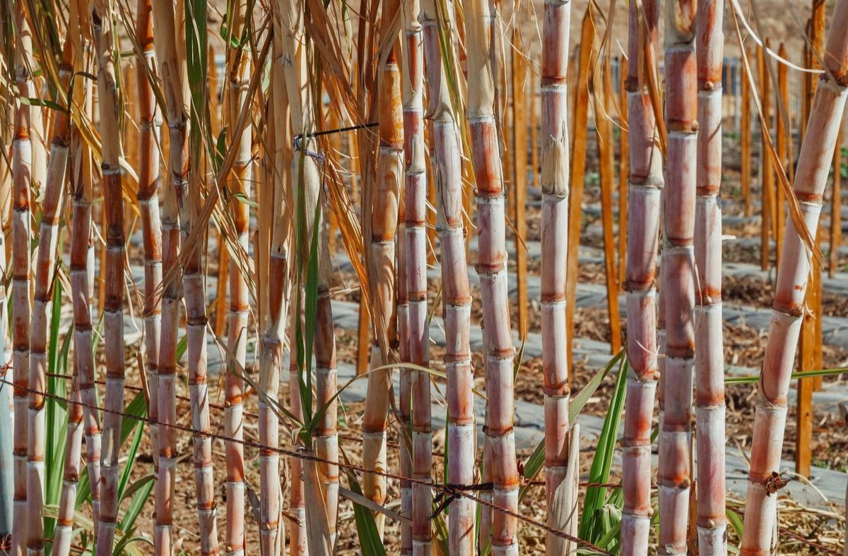 Comparatif sucre bio vs sucre équitable : quel choix ?