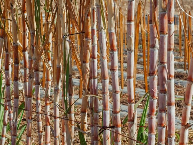 Comparatif sucre bio vs sucre équitable : quel choix ?